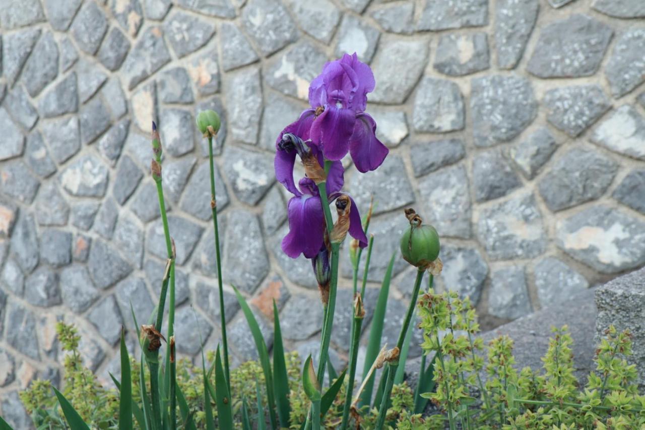 סווטי יוראי Accommodation Salvia מראה חיצוני תמונה